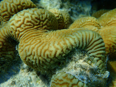 Lesser valley coral or hard brain coral (Platygyra lamellina) undersea, Red Sea, Egypt, Sharm El...