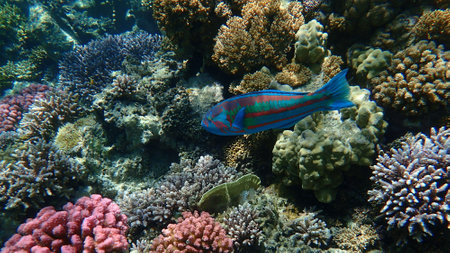 Surge wrasse or purple wrasse, red and green wrasse (Thalassoma purpureum) undersea, Red Sea, Egypt, Sharm El Sheikh, Nabq Bayの写真素材