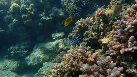 Cleaner wrasse or bluestreak cleaner wrasse (Labroides dimidiatus) undersea, Red Sea, Egypt, Sharm...