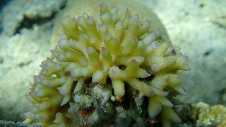 Bush coral or spiny row coral, needle coral (Seriatopora hystrix) close-up undersea, Red Sea, Egypt,...