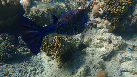 Cube trunkfish or yellow boxfish (Ostracion cubicum) undersea, Red Sea, Egypt, Sharm El Sheikh, Nabq...
