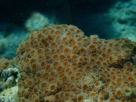 Hedgehog coral (Echinopora lamellosa) undersea, Red Sea, Egypt, Sharm El Sheikh, Nabq Bay