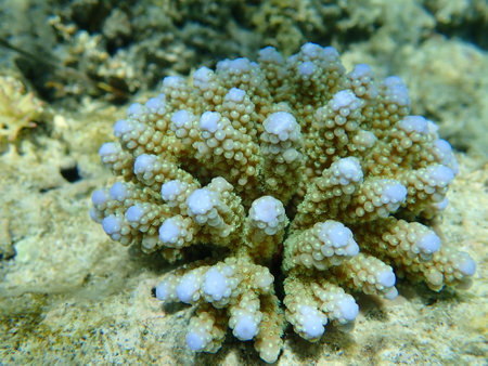 Polyp stony coral Acropora samoensis undersea, Red Sea, Egypt, Sharm El Sheikh, Nabq Bayの写真素材