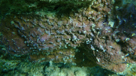 Microporous coral or pore coral, hump coral (Montipora tuberculosa) undersea, Red Sea, Egypt, Sharm El Sheikh, Nabq Bayの写真素材