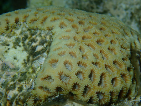 Knob coral (Dipsastraea pallida) undersea, Red Sea, Egypt, Sharm El Sheikh, Nabq Bayの写真素材