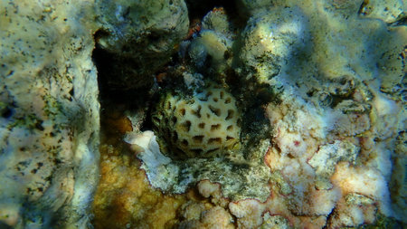 Knob coral (Dipsastraea pallida) undersea, Red Sea, Egypt, Sharm El Sheikh, Nabq Bayの写真素材