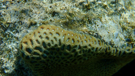 Knob coral (Dipsastraea pallida) undersea, Red Sea, Egypt, Sharm El Sheikh, Nabq Bayの写真素材