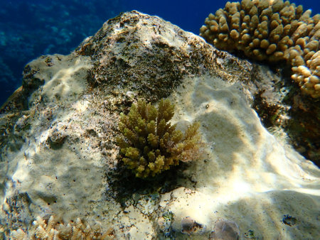 Polyp stony coral Acropora subulata undersea, Red Sea, Egypt, Sharm El Sheikh, Nabq Bayの写真素材