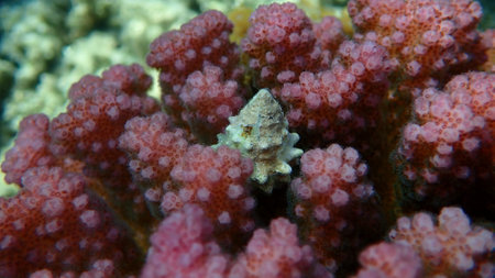 Sea snail prickly spotted drupe or whitetoothed drupe (Drupa ricinus) undersea, Red Sea, Egypt, Sharm El Sheikh, Nabq Bayの写真素材