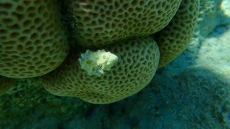 Sea snail prickly spotted drupe or whitetoothed drupe (Drupa ricinus) undersea, Red Sea, Egypt, Sharm El Sheikh, Nabq Bayの写真素材