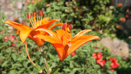 Flower head of tiger lily or orange lily, fire lily (Lilium bulbiferum), Greece, Halkidiki, Arnaiaの写真素材