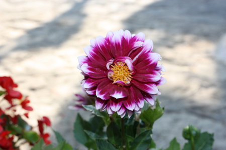 Flower head of garden dahlia (Dahlia pinnata), Greece, Halkidiki, Arnaiaの写真素材
