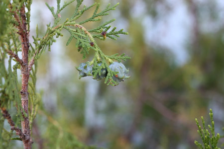 Chinese thuja or oriental thuja, oriental arborvitae (Platycladus orientalis) close-up, Greece, Halkidiki, Arnaiaの写真素材