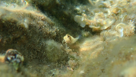 Ringneck blenny (Parablennius pilicornis) undersea, Aegean Sea, Greece, Thasos islandの写真素材