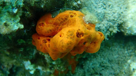 Red encrusting sponge or orange-red encrusting sponge (Crambe crambe) undersea, Aegean Sea, Greece, Thasos islandの写真素材
