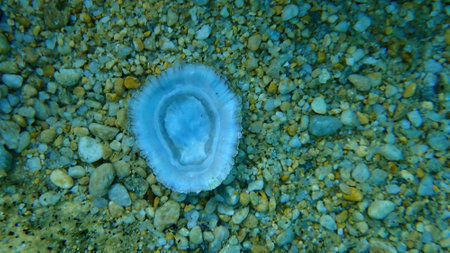 Seashell of Mediterranean limpet or rayed Mediterranean limpet (Patella caerulea) undersea, Aegean Sea, Greece, Thasos islandの写真素材