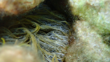 Trumpet anemone or rock anemone, glass anemone (Aiptasia mutabilis) close-up undersea, Aegean Sea, Greece, Thasos islandの写真素材
