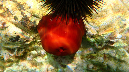 Plum anemone, beadlet anemone or red sea anemone (Actinia equina) undersea, Aegean Sea, Greece,...
