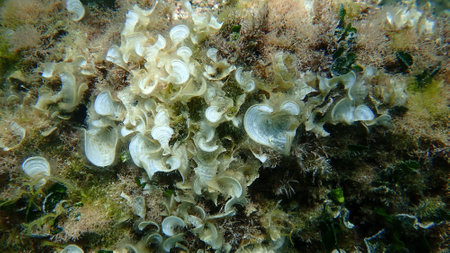 Small brown algae Peacock's tail (Padina pavonica) undersea, Aegean Sea, Greece, Thasos islandの写真素材