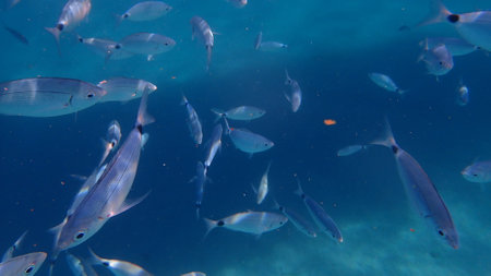Saddled seabream or oblade (Oblada melanurus), Aegean Sea, Greece, Thasos islandの写真素材