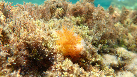 Red algae Laurencia obtusa undersea, Aegean Sea, Greece, Thasos islandの写真素材
