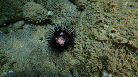 Dead black sea urchin (Arbacia lixula) undersea, Aegean Sea, Greece, Halkidikiの写真素材