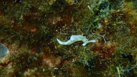 Sea slug Timid elysia (Elysia timida) close-up undersea, Aegean Sea, Greece, Halkidikiの写真素材