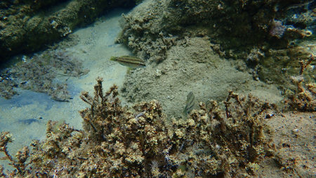 East Atlantic peacock wrasse (Symphodus tinca) undersea, Aegean Sea, Greece, Halkidikiの写真素材