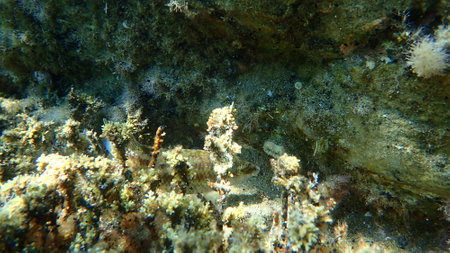 East Atlantic peacock wrasse (Symphodus tinca) undersea, Aegean Sea, Greece, Halkidikiの写真素材