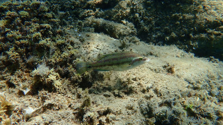 East Atlantic peacock wrasse (Symphodus tinca) undersea, Aegean Sea, Greece, Halkidikiの写真素材