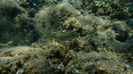 East Atlantic peacock wrasse (Symphodus tinca) undersea, Aegean Sea, Greece, Halkidikiの写真素材