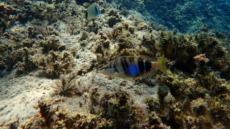 Painted comber (Serranus scriba) undersea, Aegean Sea, Greece, Halkidiki