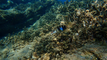Painted comber (Serranus scriba) undersea, Aegean Sea, Greece, Halkidikiの写真素材