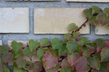 Modern brick fence decorated with plant, Budapest, Hungaryの写真素材