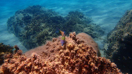 Ornate wrasse (Thalassoma pavo) undersea, Aegean Sea, Greece, Halkidikiの写真素材
