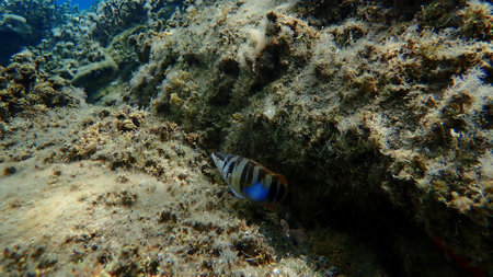 Painted comber (Serranus scriba) undersea, Aegean Sea, Greece, Halkidikiの写真素材