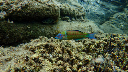 Ornate wrasse (Thalassoma pavo) undersea, Aegean Sea, Greece, Halkidikiの写真素材
