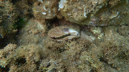 Dead bivalve mollusc European flat oyster or common oyster (Ostrea edulis) undersea, Aegean Sea, Greece, Halkidikiの写真素材