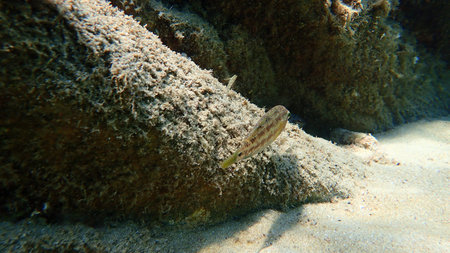 East Atlantic peacock wrasse (Symphodus tinca) undersea, Aegean Sea, Greece, Halkidiki