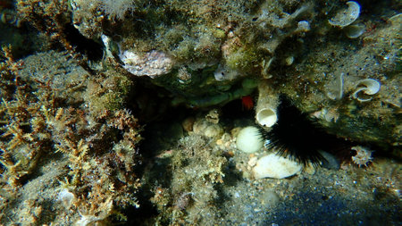 Closed polychaeta Smooth tubeworm or red-spotted horseshoe (Protula tubularia) undersea, Aegean Sea, Greece, Halkidikiの写真素材