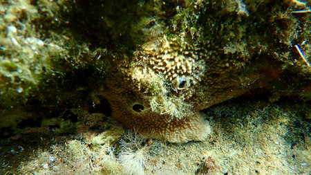 Variable loggerhead sponge (Ircinia variabilis) undersea, Aegean Sea, Greece, Halkidiki