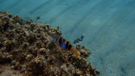 Painted comber (Serranus scriba) undersea, Aegean Sea, Greece, Halkidikiの写真素材