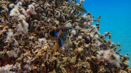 Painted comber (Serranus scriba) undersea, Aegean Sea, Greece, Halkidikiの写真素材