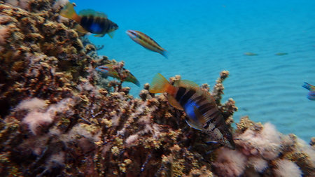 Painted comber (Serranus scriba) undersea, Aegean Sea, Greece, Halkidikiの写真素材