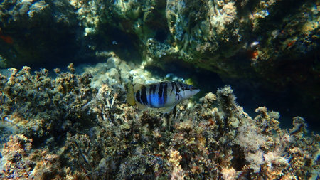 Painted comber (Serranus scriba) undersea, Aegean Sea, Greece, Halkidikiの写真素材