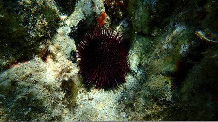 Purple sea urchin, Rock sea urchin or Stony sea urchin (Paracentrotus lividus) undersea, Aegean Sea, Greece, Halkidikiの写真素材