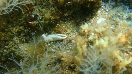 Sea slug Timid elysia (Elysia timida) undersea, Aegean Sea, Greece, Halkidikiの写真素材