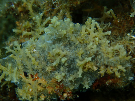Encrusting colonial ascidian form or tunicate Diplosoma spongiforme close-up undersea, Aegean Sea, Greece, Halkidikiの写真素材