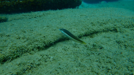 Mediterranean rainbow wrasse (Coris julis) undersea, Aegean Sea, Greece, Halkidikiの写真素材