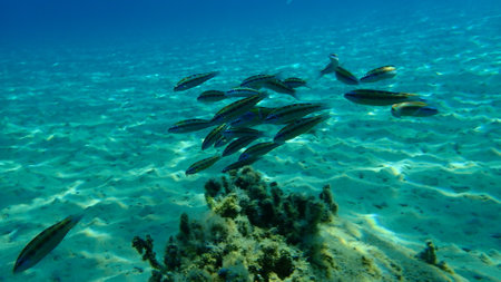 Ornate wrasse (Thalassoma pavo) undersea, Aegean Sea, Greece, Halkidikiの写真素材